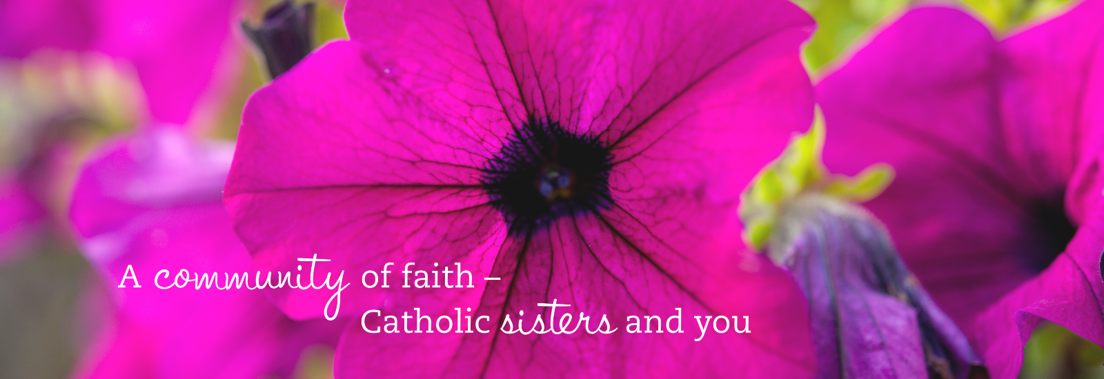 Catholic Sisters and You!