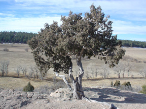 Retreat in the foothills of the Rockies - a hike at Castlewood Canyon State Park (2004)