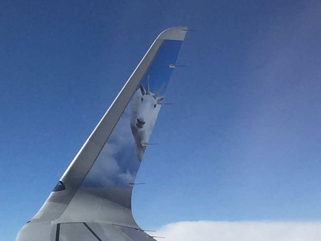 It's only right that a mountain goat is our flying companion on our way to Colorado!
