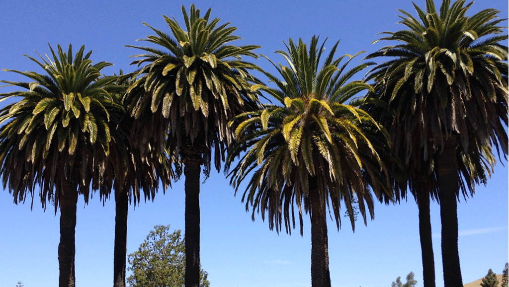 Love the palms trees! These are not a thing in Ohio...