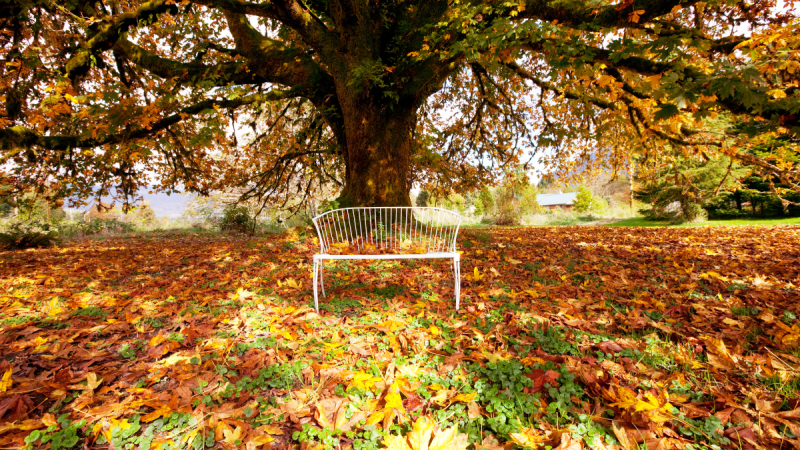 an empty bench beneath a tree with autumn leaves