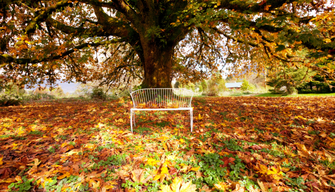 an empty bench beneath a tree with autumn leaves